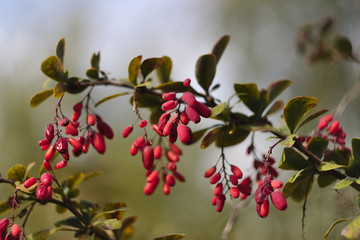 barberry branch with red berries
