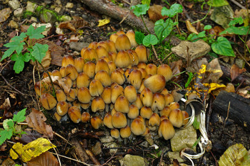 Gemeiner Glimmertintling, Coprinellus micaceus, mica cap, shiny cap, glistening inky cap, glistening inkcap