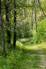 rural path through spring forest