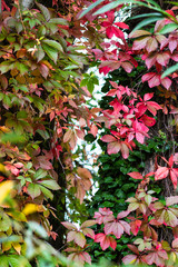 red, green and yellow leaves in Autumn UK