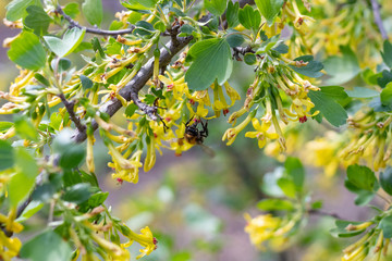 A bee is dusting a flowering bush. A bee is collecting honey.