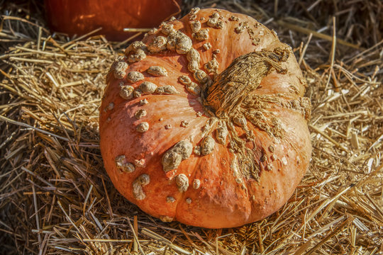 Warty Decorative Orange Ugly Pumpkin Sitting On Straw Bale - Close-up