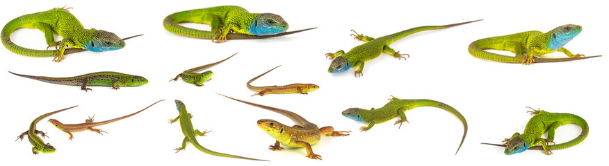 Green lizard set collection isolated on white background