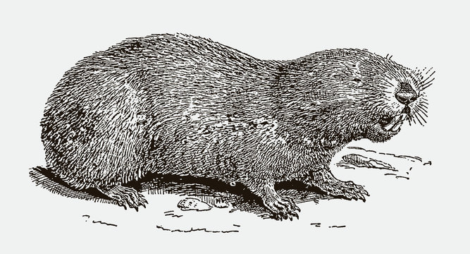 Cape dune mole-rat bathyergus suillus in side view, showing its teeth. Illustration after an engraving from the 19th century