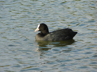 淀川のワンドで泳ぐオオバン