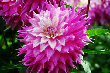 Fototapeta premium Close up of a dahlia blossom in a flower garden