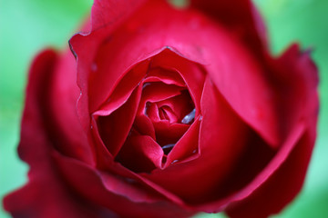 Fototapeta na wymiar red rose bud in dewdrops close - up on blurred natural background