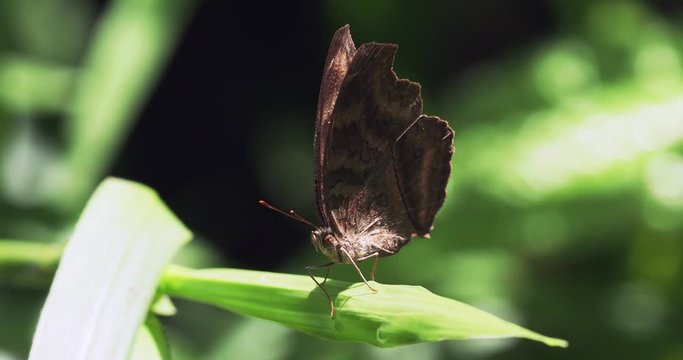 A large brown butterfly sits on a green leaf. The butterfly slowly opens and closes its wings. Junonia iphita