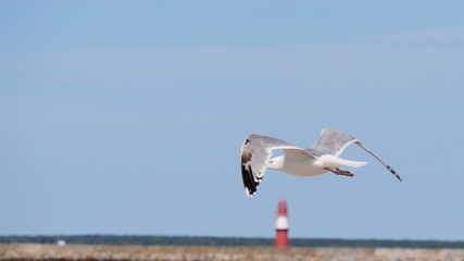 Ostsee  Möve Leuchtturm  Warnemünde 