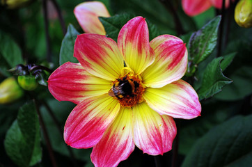 Close up of a dahlia blossom in a flower garden