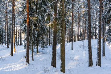 Sunny Winter Day in Pine Tree Forest, Abstract Background