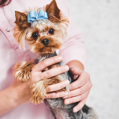 Closeup of groomer holding on hands cute yorkshire terrier in vet clinic