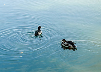 Two young little wild ducks on the lake.