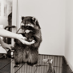 Young professional veterinarian feeding cute raccoon in vet clinic