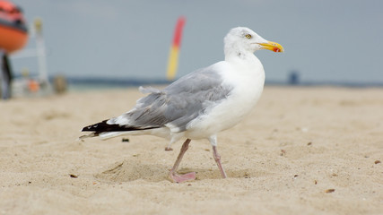 Möve am Meer