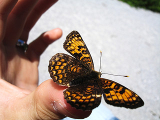 Trusting butterfly sits in the sunlight on a human hand