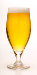 Lager Beer in Glass against white