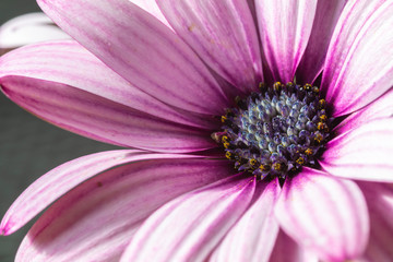 Blüte pink rot weiss blau supermakro