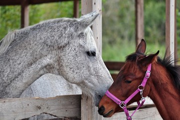 Grey terek horse and a small foal communicate