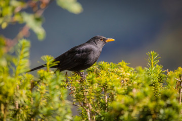 Amsel männlich sonnt sich im Garten
