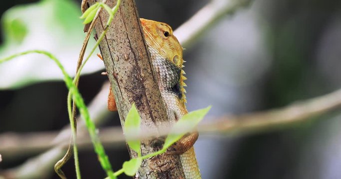 A bright Oriental garden lizard sits on a branch. Ants running past. Calotes versicolor