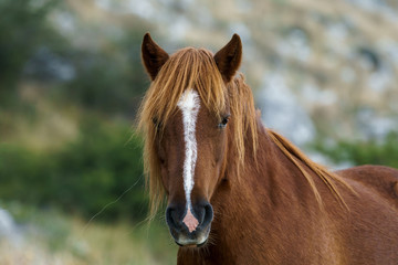 braunes Wildpferd in der Maremma