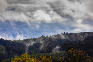 Wald nach Herbststurm mit Nebel und Wolken