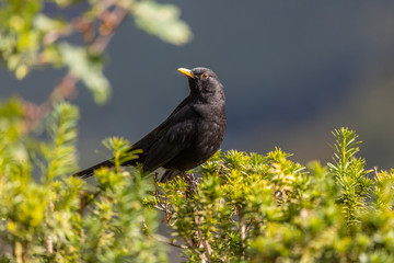 Amsel männlich sonnt sich im Garten