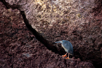 Lava Heron (Butorides sundevalli). Ecuador. Parque Nacional de las Islas Galapagos. Garza de lava