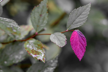 Rotes Laub im Herbst