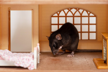 one little rat  in a toy house