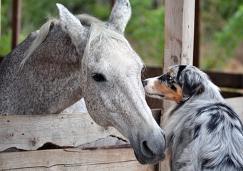 Marble aussie and the grey horse are introduced
