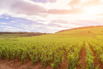 Closeup panoramic shot rows summer vineyard scenic landscape, plantation, beautiful wine grape branches, sun, limestone land. Concept autumn grapes harvest, nature agriculture background
