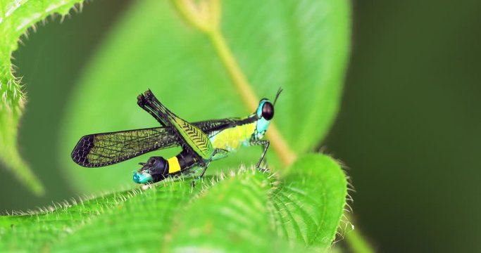 A bright yellow-blue grasshopper slowly moves on a green leaf. Unusual grasshopper. Green background. Erucius apicalis