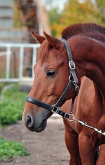 Fototapeta premium Portrait of a red stallion autumn day