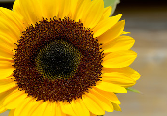 Sunflower Close Up