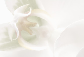 White Orchid 