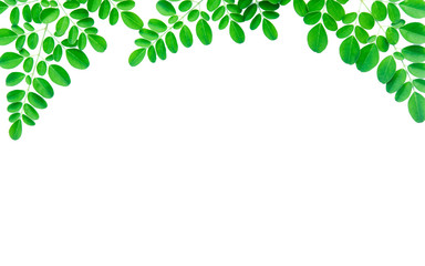 Twig with fresh green leaves frame isolated on white background with clipping path.