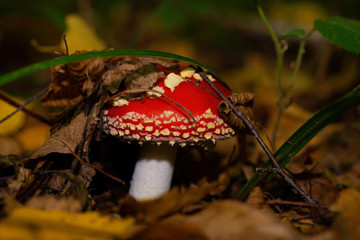 Amanita hid the floor with grass and leaves in the forest
