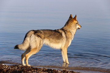 Wolfdog