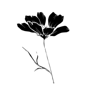 Vector Cosmos floral botanical flowers. Black and white engraved ink art. Isolated cosmea illustration element.