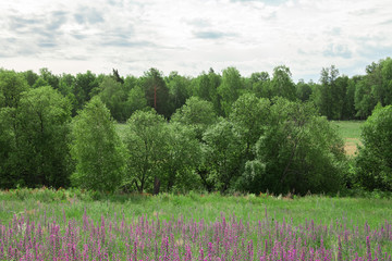 Landscape: field of flowering Ivan-tea under the blue sky