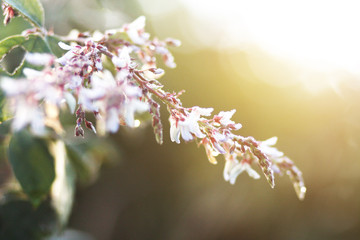 Blossom white Wild flowers grass in meadow with natural sunlight