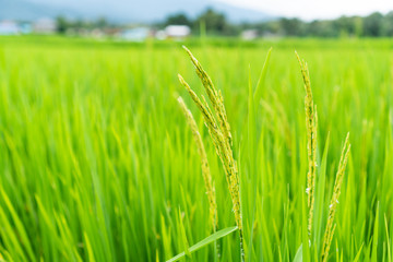 Rice field, with yellow rice seed ripe and green leaves.