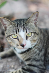 Grey striped cat enjoy and relax on Soil floor in garden with natural sunlight