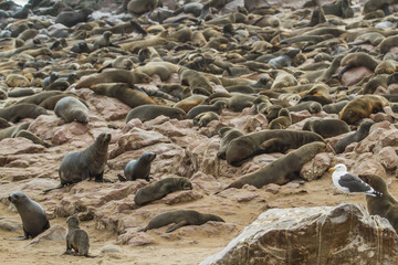 Riesige Kolonie von Seelöwen am Cape Cross, Teil der Skelettküste, bei Swakopmund in Namibia mit...