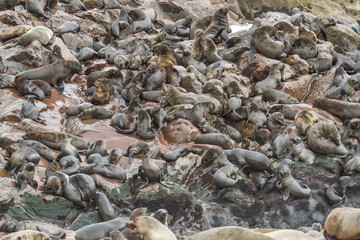 Riesige Kolonie von Seelöwen am Cape Cross, Teil der Skelettküste, bei Swakopmund in Namibia mit Strand und Felsküste an einem Tag mit stürmischer See und Wellen