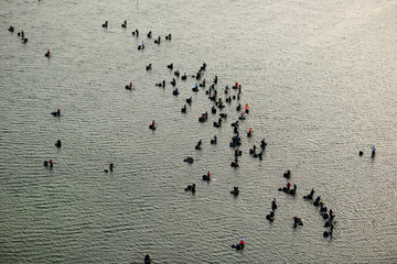Image of shellfish recognizing bivalves.	