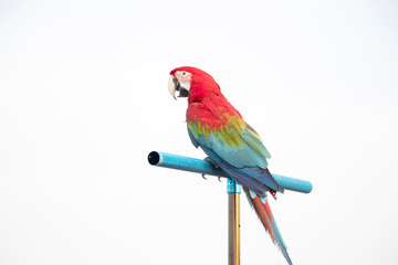 Red-winged macaw on an island with a white background