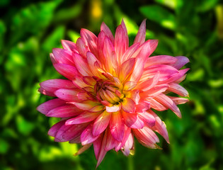 Bright dahlia on a green background